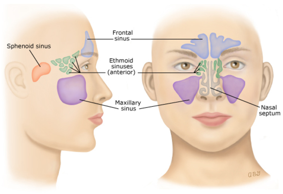 Anatomi Hidung: Mengenal Struktur dan Cara Menjaga Fungsinya